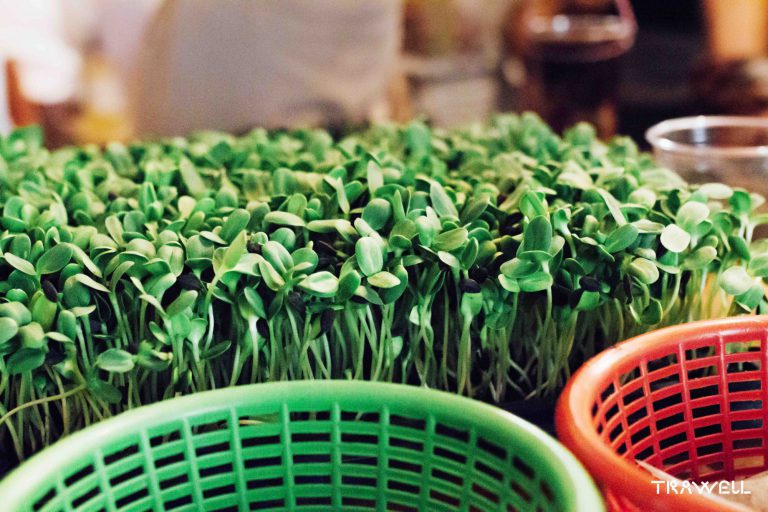 sunflower sprouts